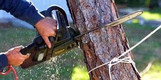 Best Stump Grinding and Removal  in Trophy Clu, TX